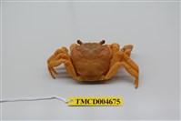 藏品(拉氏清溪蟹)的圖片